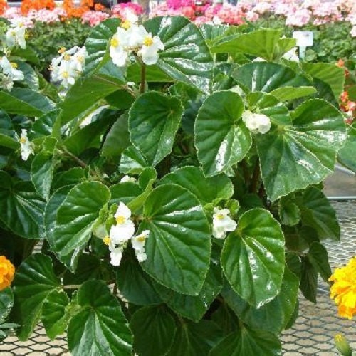 Begonia Seeds Higro White 50 Pelleted Seeds flower seeds