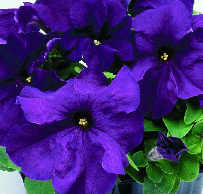 50 Pelleted Seeds Logro Purple Petunia Seeds