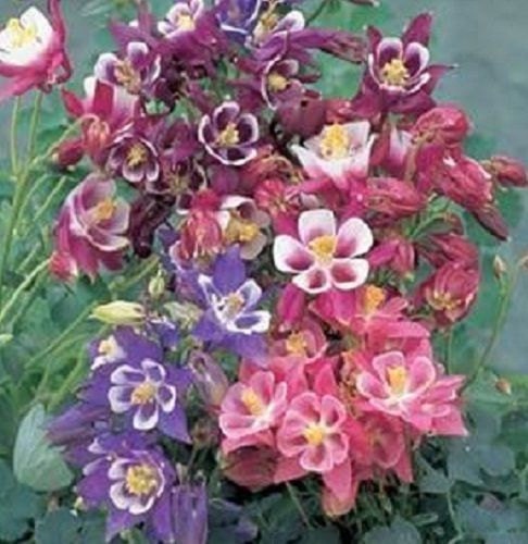 25 Aquilegia Seeds Winky Mix Columbine Seeds