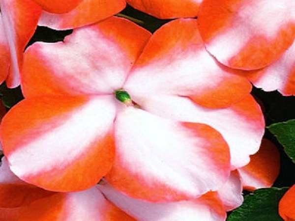 50 Impatiens seeds impatiens sun and shade Orange Star