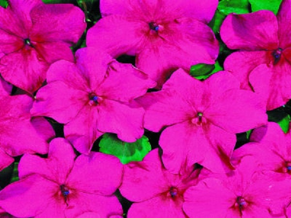 50 Impatiens seeds impatiens sun and shade lipstick