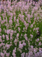 50 Seeds Lavandula Ellagance Pink (Perennial) Pink Lavender