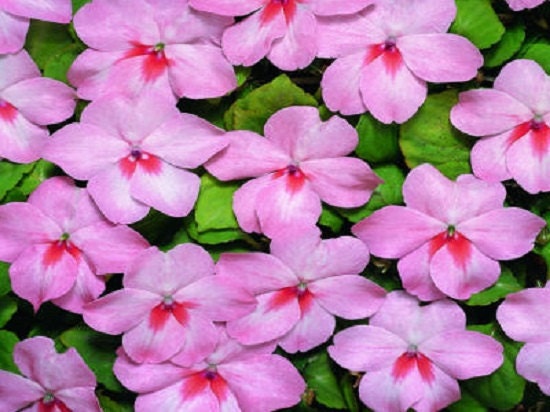 50 Impatiens seeds impatiens sun | Nature Nursery