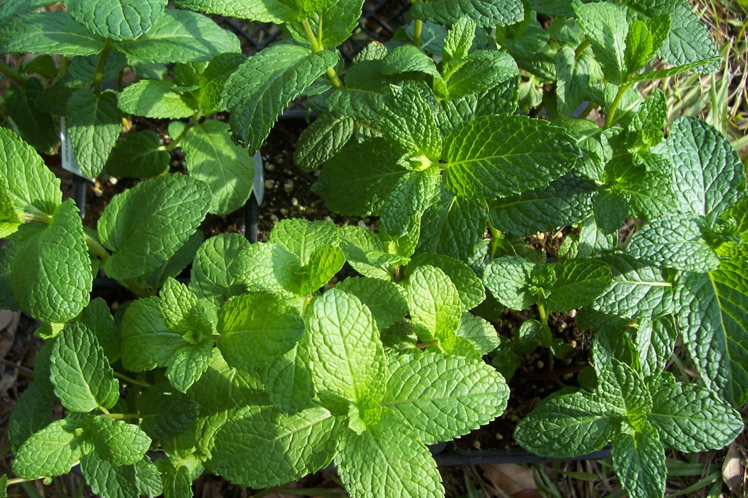 300 Spearmint Seeds Herb Seeds