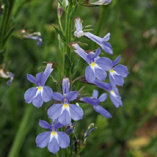 Lobelia Seeds 25 Lobelia Valida Delft Blue Seeds pelleted seed (perennial seeds)