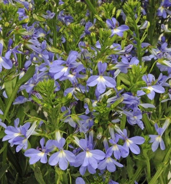 Lobelia Seeds 25 Lobelia Valida Delft Blue Seeds pelleted seed (perennial seeds)