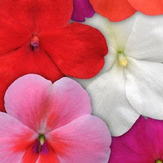 50 Impatiens Seeds Impatiens Impreza Rally Mix