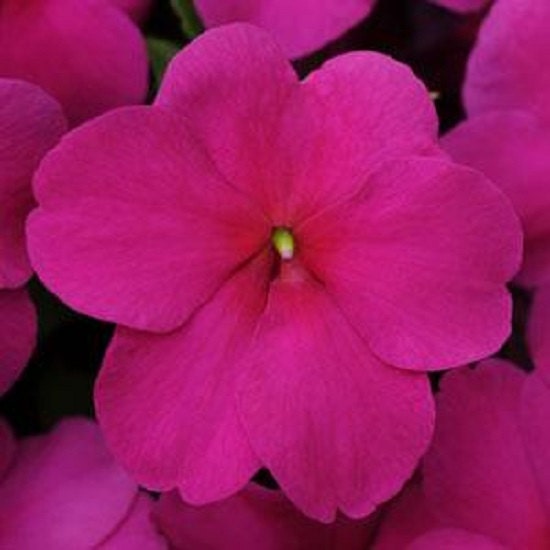 50 Impatiens Seeds Impatiens Impreza Violet