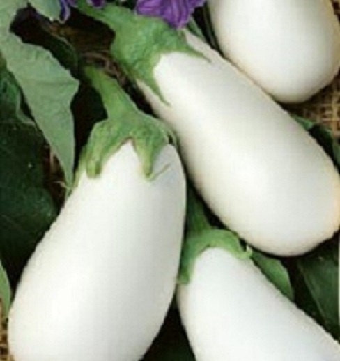 50 Eggplant White Star Hybrid Eggplant Seeds Egg plant seed