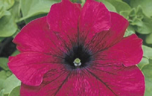 Petunia Seeds 50 Pelleted Seeds Tritunia Burgundy Pelleted Petunia Seeds