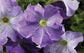 Petunia Seeds 50 Pelleted Seeds Tritunia Sky Blue Pelleted Petunia Seeds