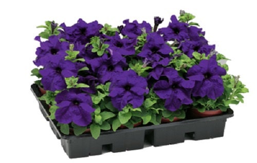 Petunia Seeds 50 Pelleted Seeds Tritunia Blue Pelleted Petunia Seeds