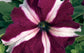 Petunia Seeds 50 Pelleted Seeds Tritunia Crimson Star Pelleted Petunia Seeds