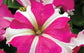 Petunia Seeds 50 Pelleted Seeds Tritunia Rose Star Pelleted Petunia Seeds