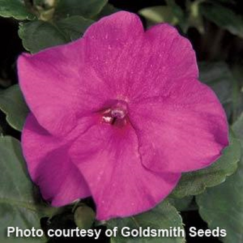 Bulk Impatiens seeds 1,000 Impatiens Accent Lilac Flower Seeds