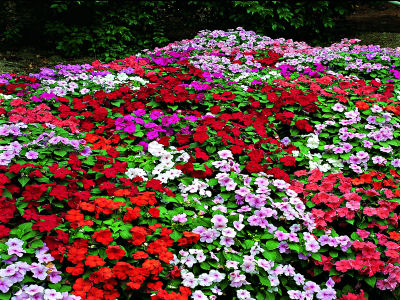 Bulk Impatiens seeds 1,000 Impatiens Accent Mix Flower Seeds