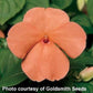 Impatiens Seeds Accent Salmon Flower Seeds