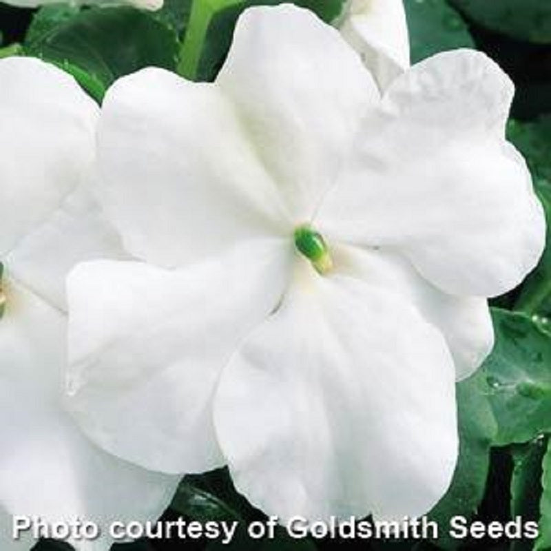 50 Impatiens Seeds Accent White Flower Seeds