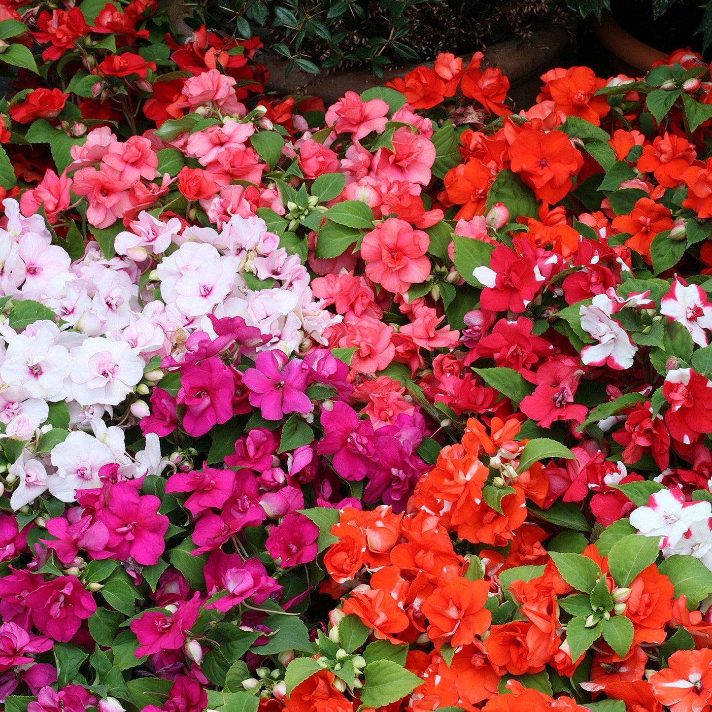 Semi Double Impatiens Seeds 25 Seeds Athena Mix Walleriana