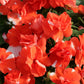 Semi Double Impatiens Seeds 25 Seeds Athena Orange Flash Walleriana