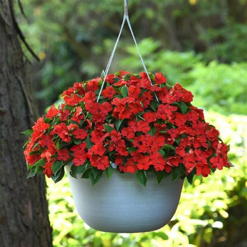 50 Impatiens Seeds Beacon Bright Red Walleriana