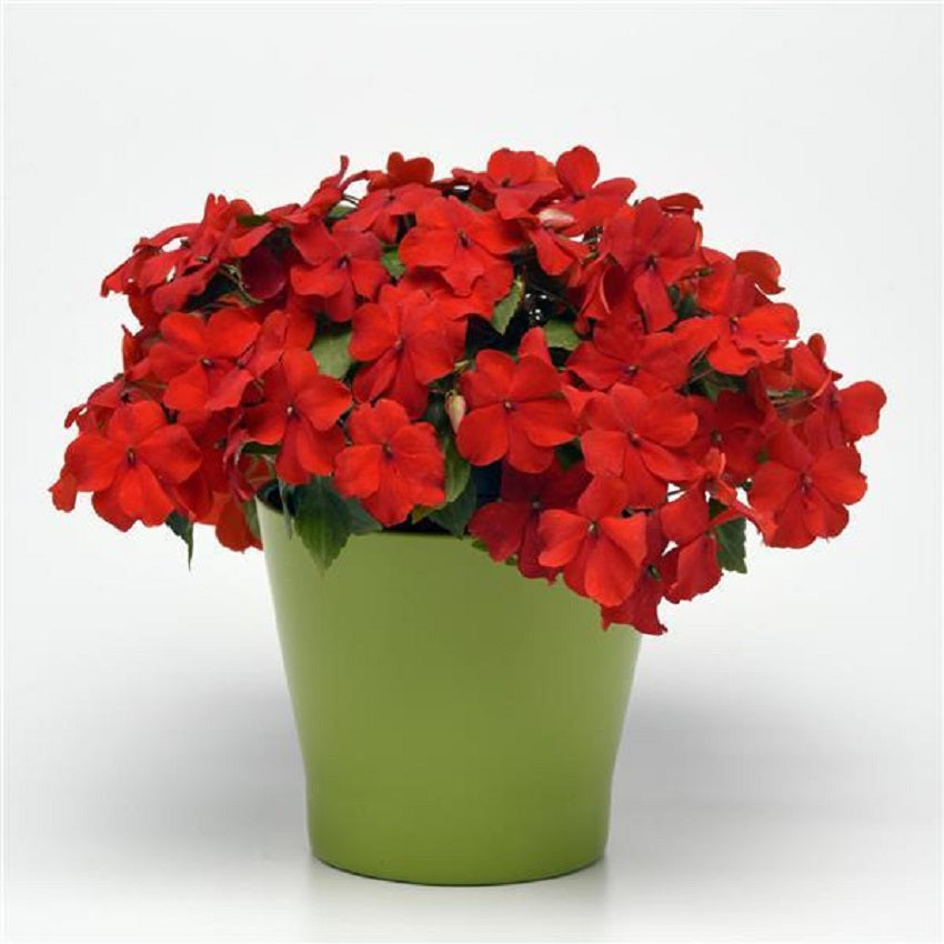 50 Impatiens Seeds Beacon Bright Red Walleriana