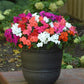 50 Impatiens Seeds Beacon Formula Mix Walleriana Flower Seeds