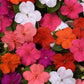 50 Impatiens Seeds Beacon Formula Mix Walleriana Flower Seeds