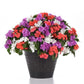 50 Impatiens Seeds Beacon Pearl island Mix Walleriana