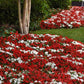 50 Impatiens Seeds Beacon Red White Walleriana