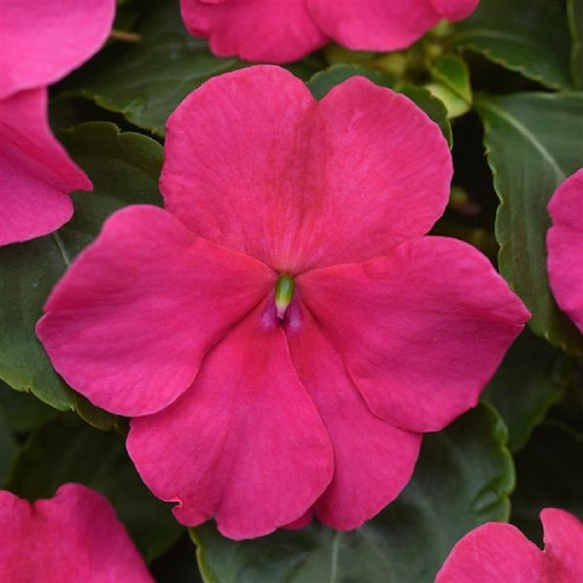 50 Impatiens Seeds Beacon Rose Walleriana