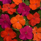 50 Impatiens Seeds Beacon Sanibel Mix Walleriana