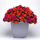 50 Impatiens Seeds Beacon Sanibel Mix Walleriana