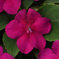 50 Impatiens Seeds Beacon Violet Shade Walleriana Flower Seeds