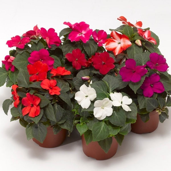 Impatiens Seeds Impatiens XDR Imara Mix 50 Flower Seeds