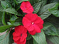 Impatiens Seeds 25 New Guinea Divine Red Flower Seeds