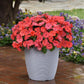 Impatiens Seeds Solarscape XL Salmon 15 Seeds NEW Variety