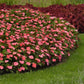 Impatiens Seeds Solarscape XL Salmon 15 Seeds NEW Variety