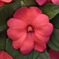 Impatiens Seeds Solarscape XL Salmon 15 Seeds NEW Variety