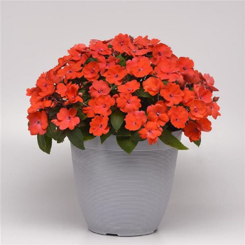 Impatiens Seeds Solarscape Orange Burst 15 Seeds NEW Variety