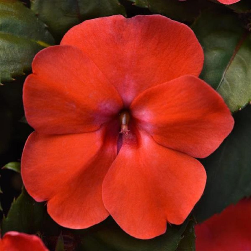 Impatiens Seeds Solarscape Orange Burst 15 Seeds NEW Variety