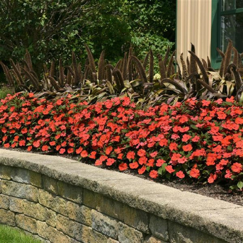 Impatiens Seeds Solarscape Orange Burst 15 Seeds NEW Variety