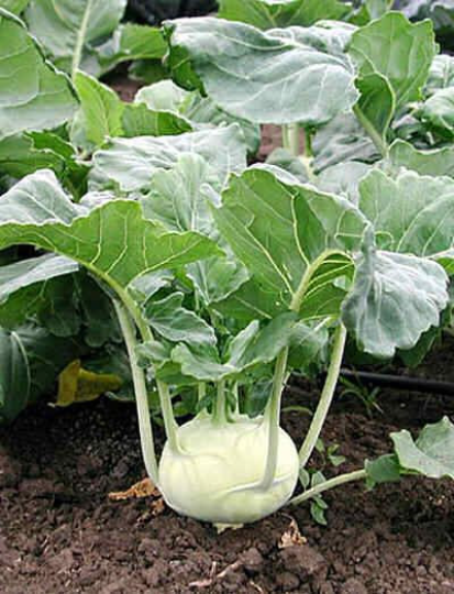 1,000 Kohlrabi Seeds Early White Vienna