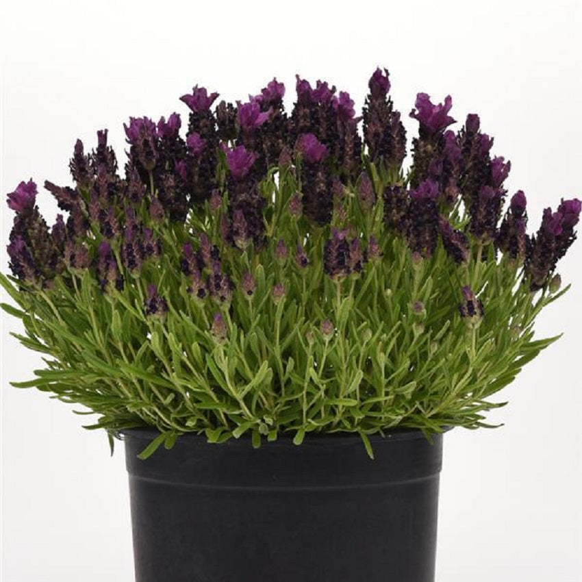 Lavandula Seeds 25 Lavender Bandera Deep Purple Spanish Lavender Seeds