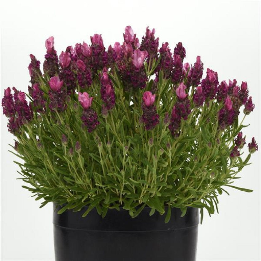 Lavandula Seeds 15 thru 500 Bulk Seeds Lavender Bandera Deep Rose Spanish Lavender Seeds