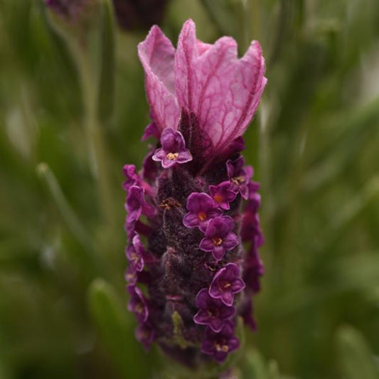 Lavandula Seeds 15 thru 500 Bulk Seeds Lavender Bandera Deep Rose Spanish Lavender Seeds