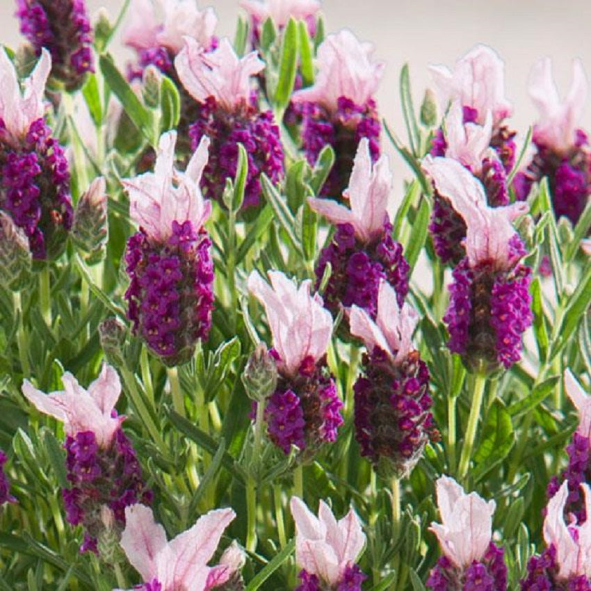 Lavandula Seeds 25 Lavender Bandera Pink Spanish Lavender Seeds