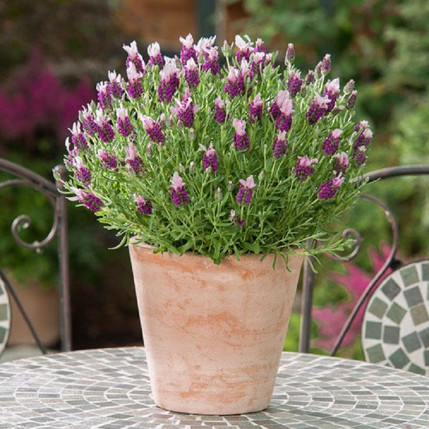 Lavandula Seeds 15 thru 500 Bulk Seeds Lavender Bandera Pink Spanish Lavender Seeds