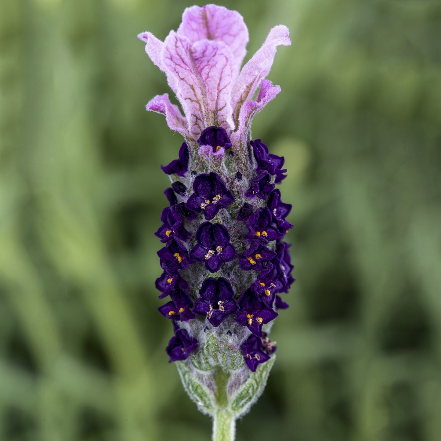 Castillano Lilac Lavandula Seeds Perennial Lavender Seeds 25 thru 250 Seeds