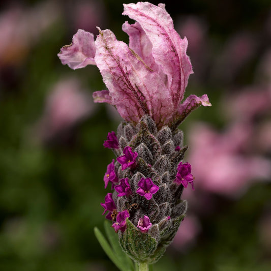 Castillano Rose Lavandula Seeds Perennial Lavender Seeds 25 thru 250 Seeds